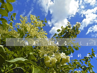 施工單位是否應(yīng)清償內(nèi)部承包后的工程債務(wù)？